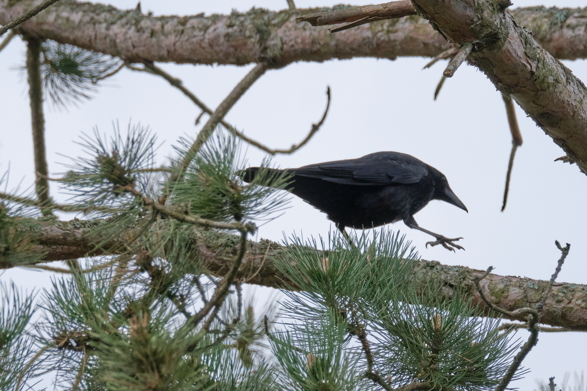 Rabenkrähe / carrion crow