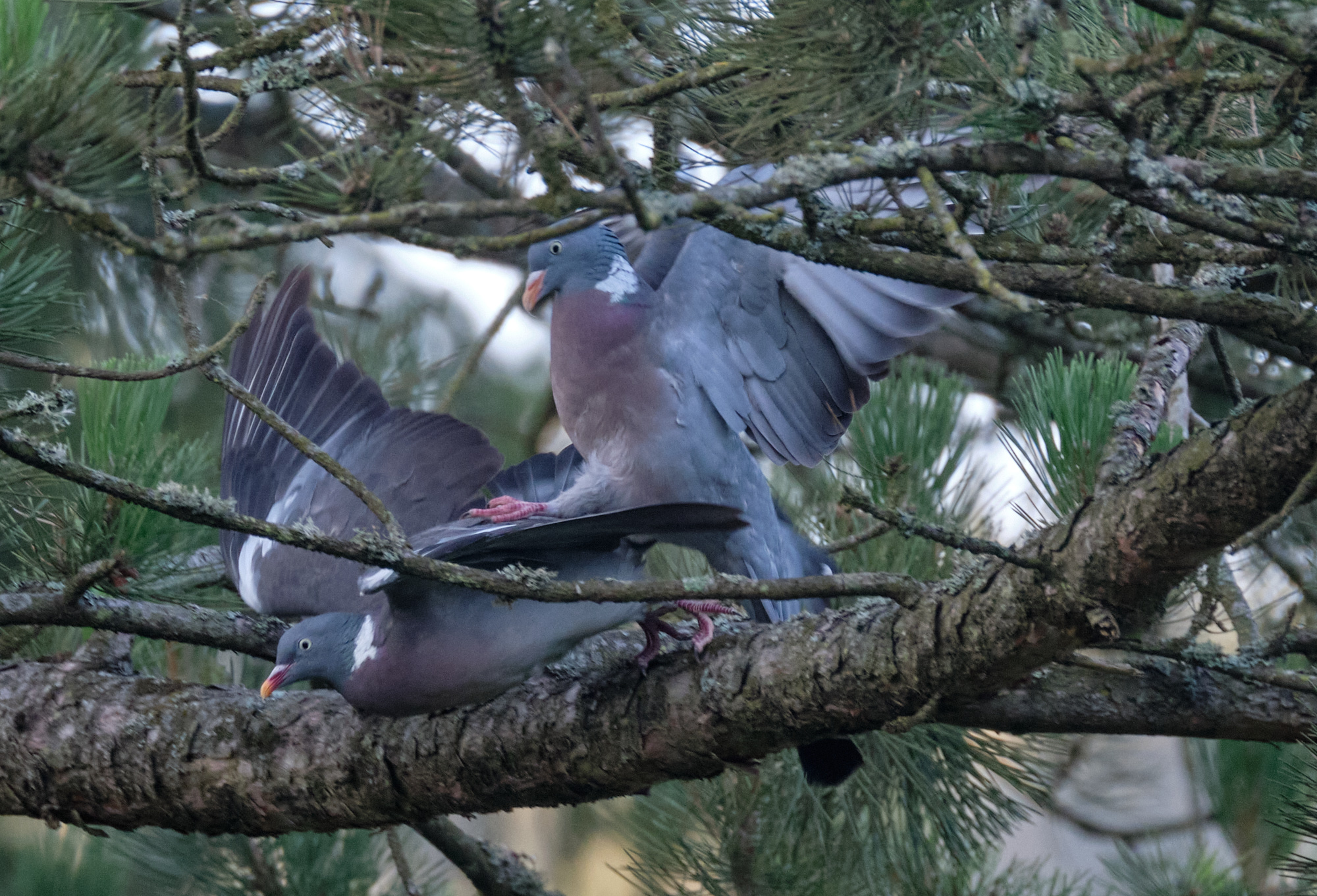 Ringeltauben / wood pigeons