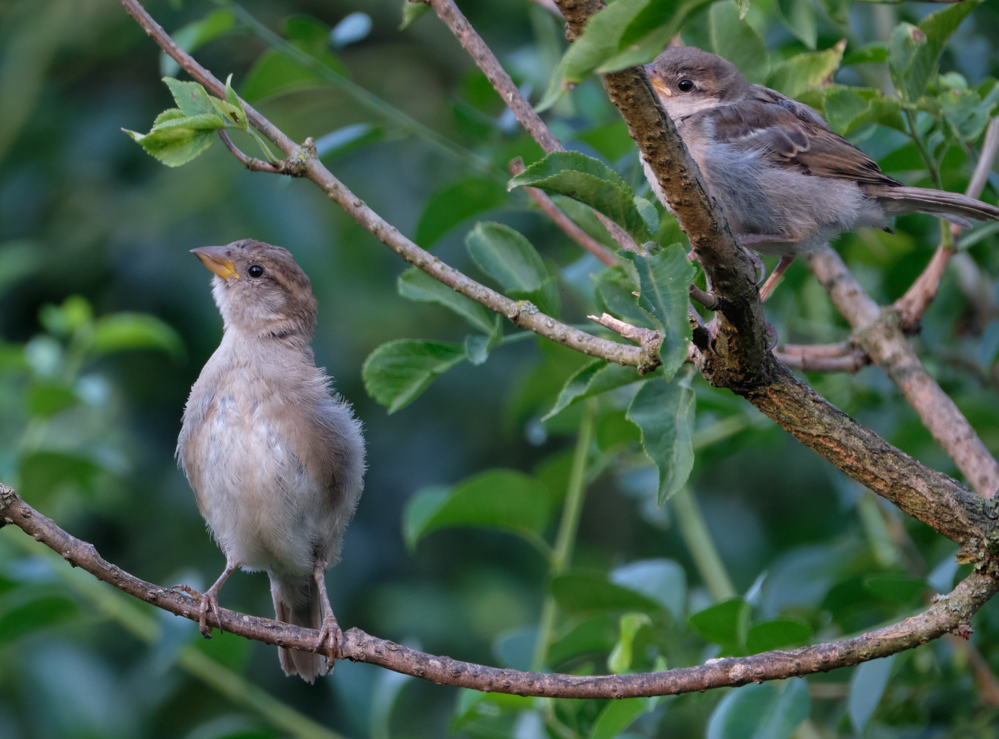 junge Haussperlinge / young house sparrows