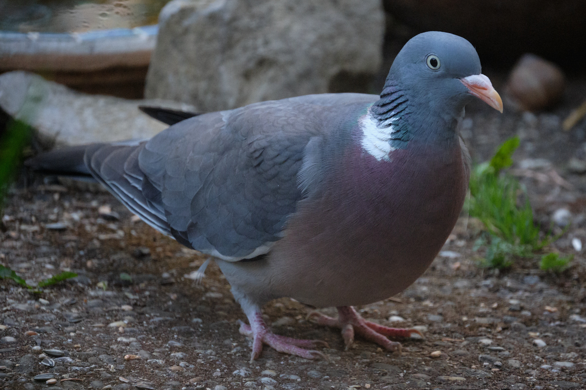 Ringeltaube / wood pigeon