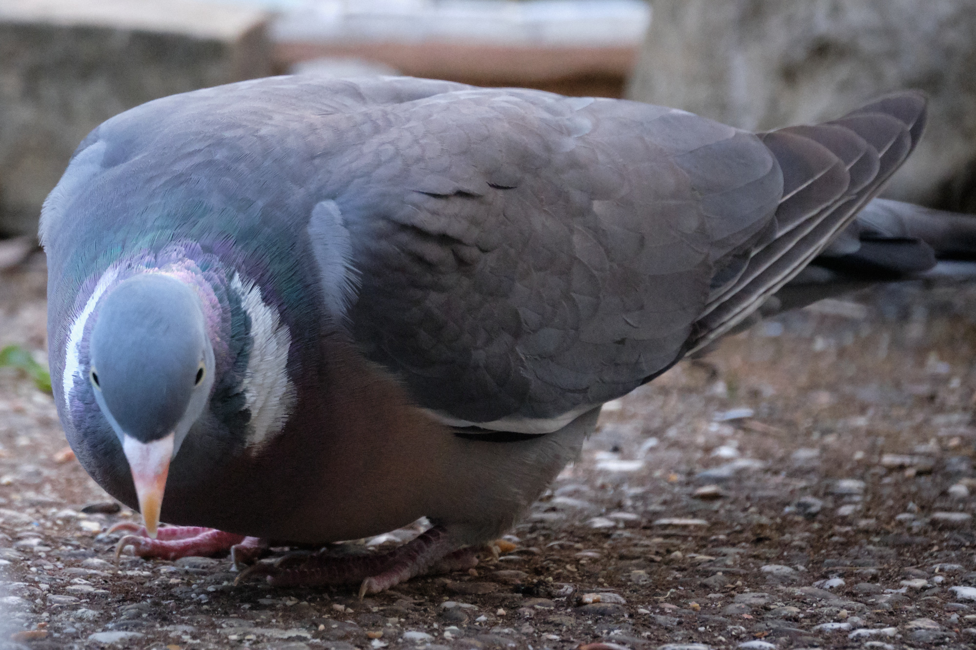 Ringeltaube / wood pigeon