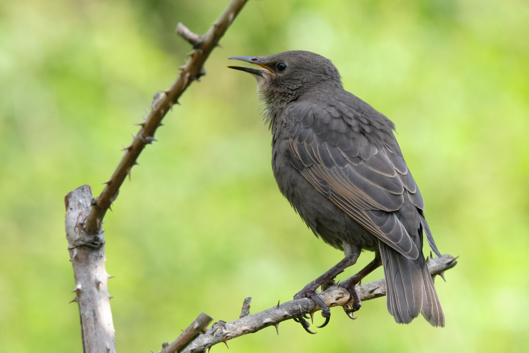 junger Star / young starling