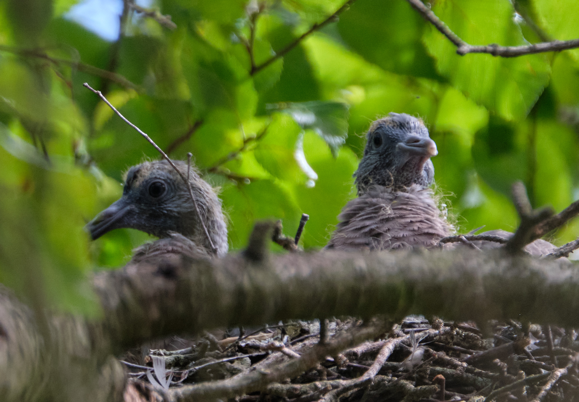 junge Ringeltauben / young wood pigeons