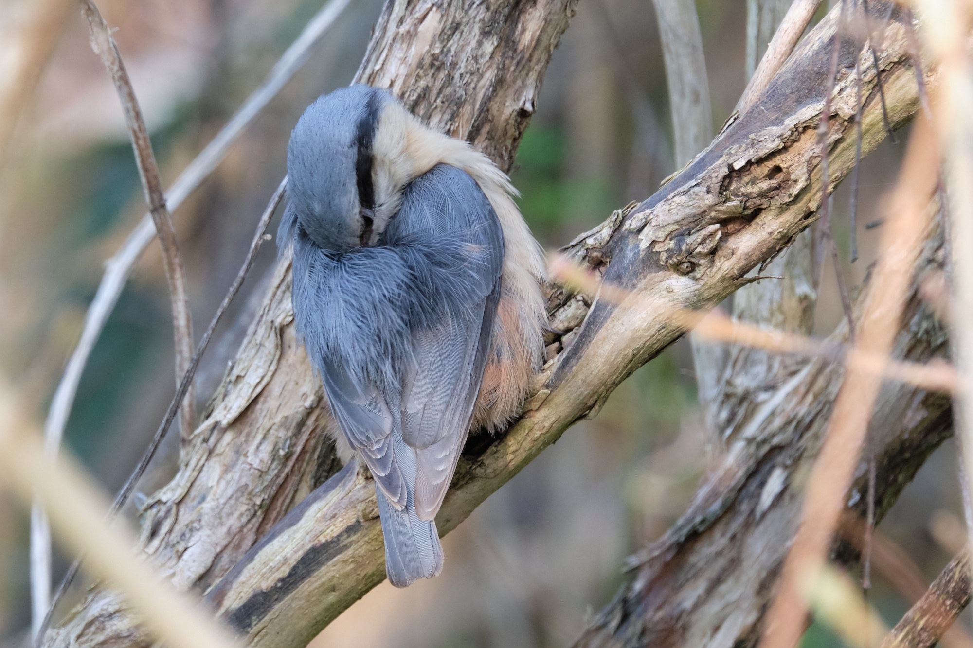 junger Kleiber / young nuthatch