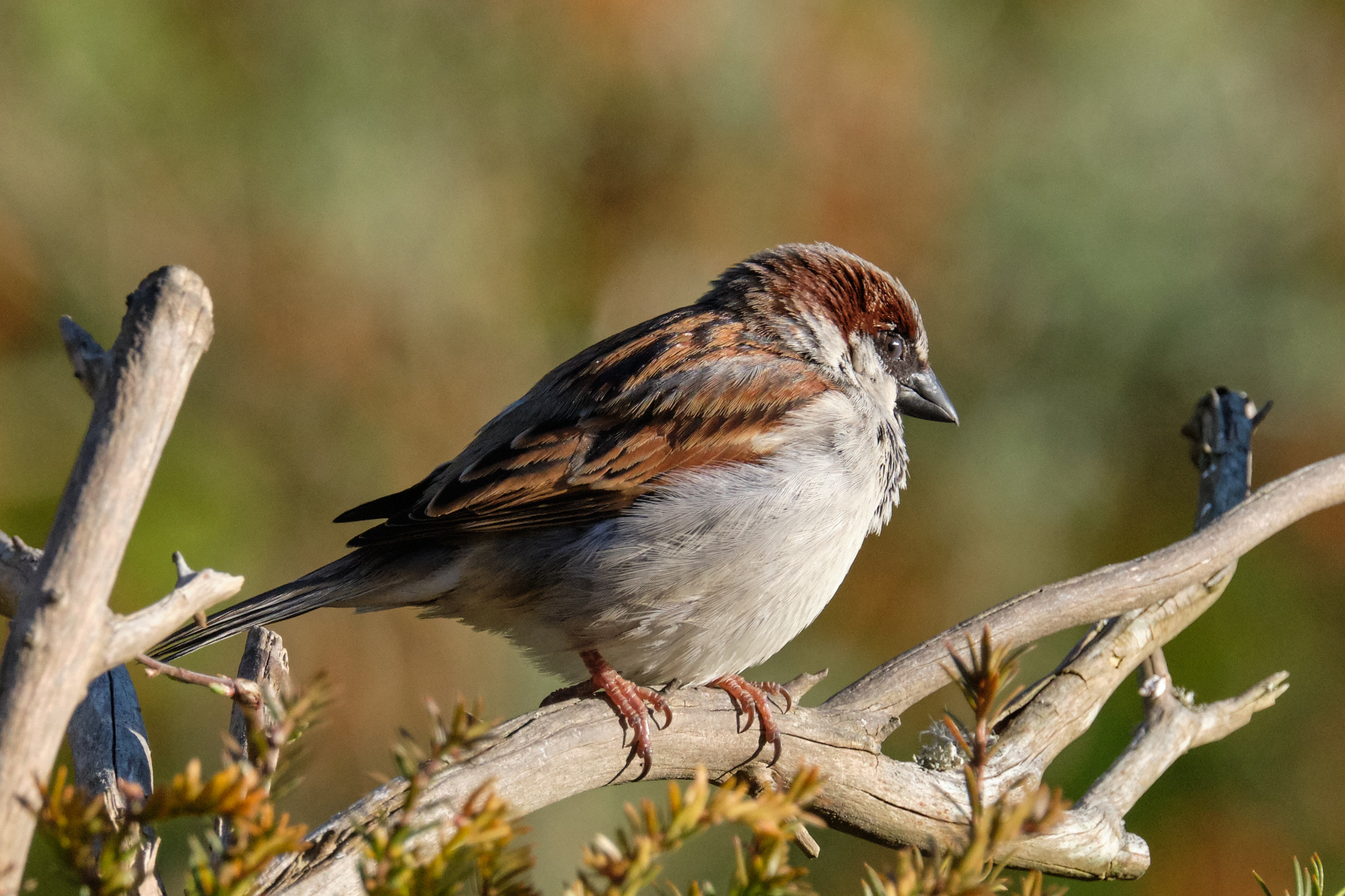 Haussperling / house sparrow