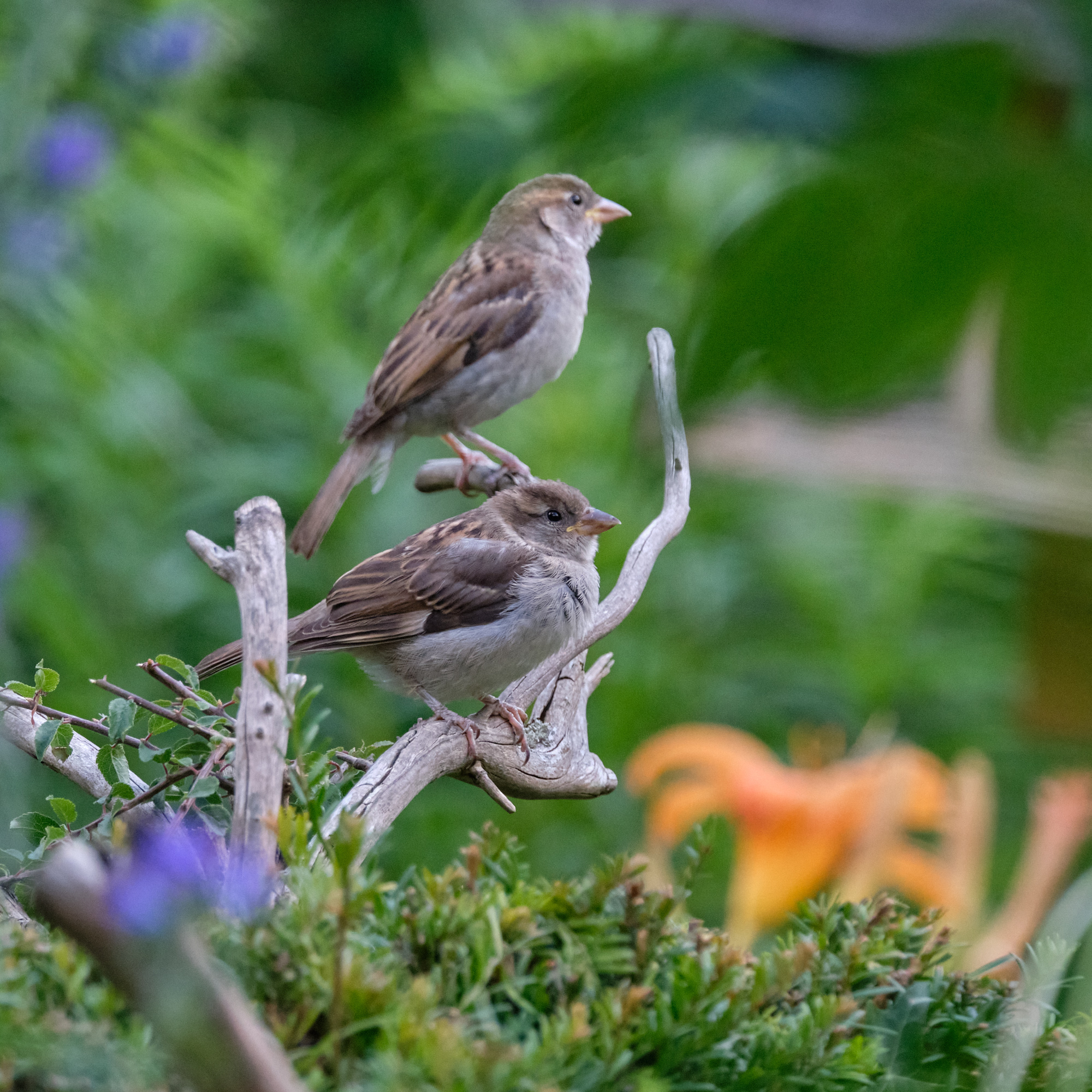 Haussperlinge / house sparrows