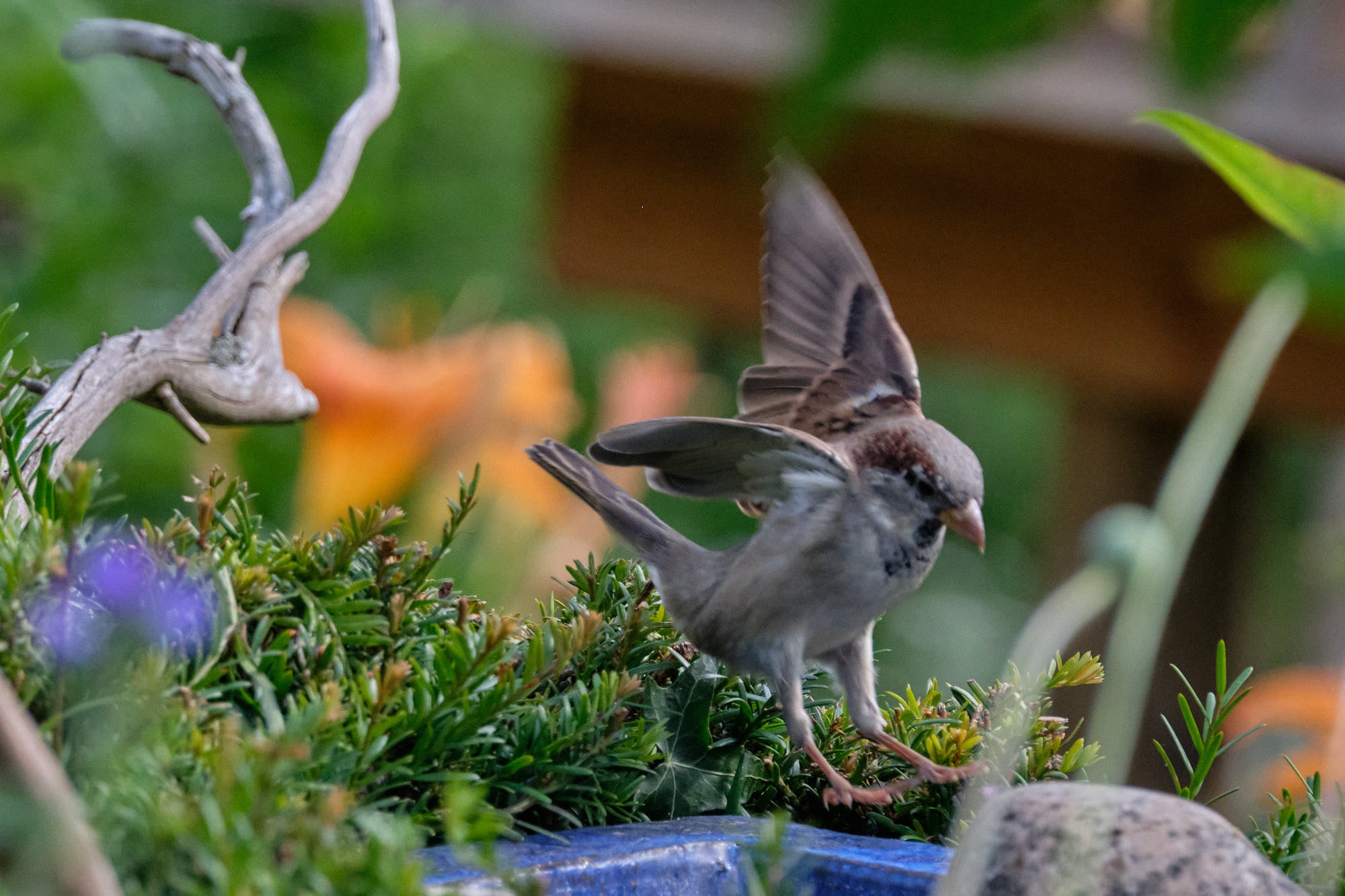 Haussperling / house sparrow