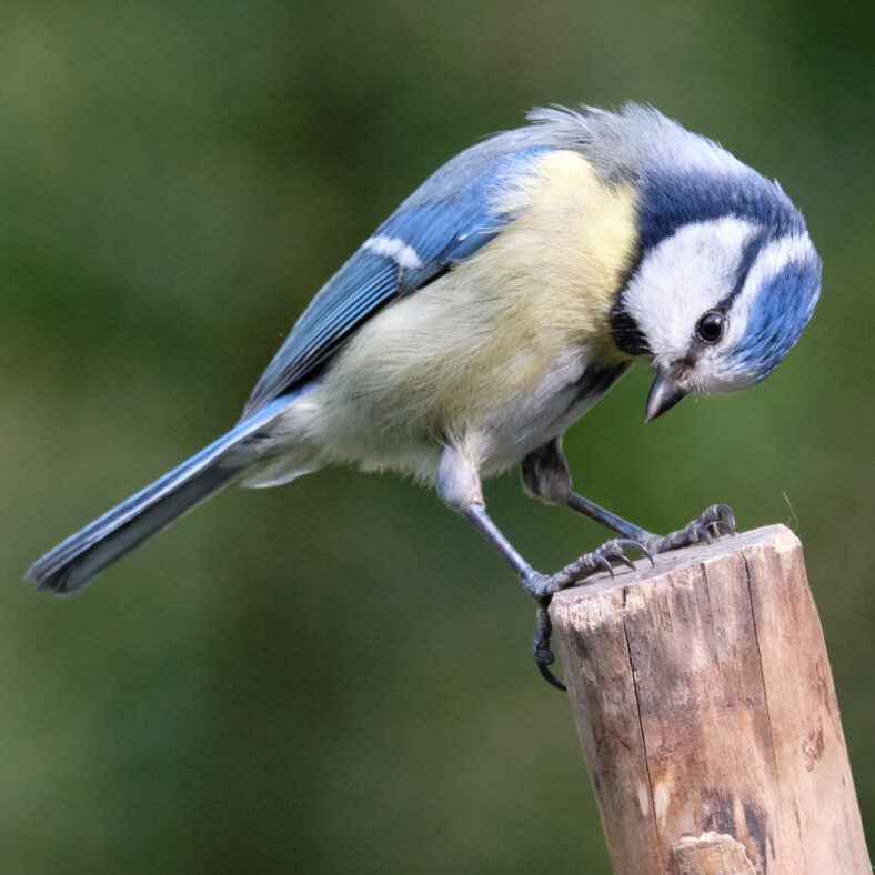 Blauzmeise / blue tit