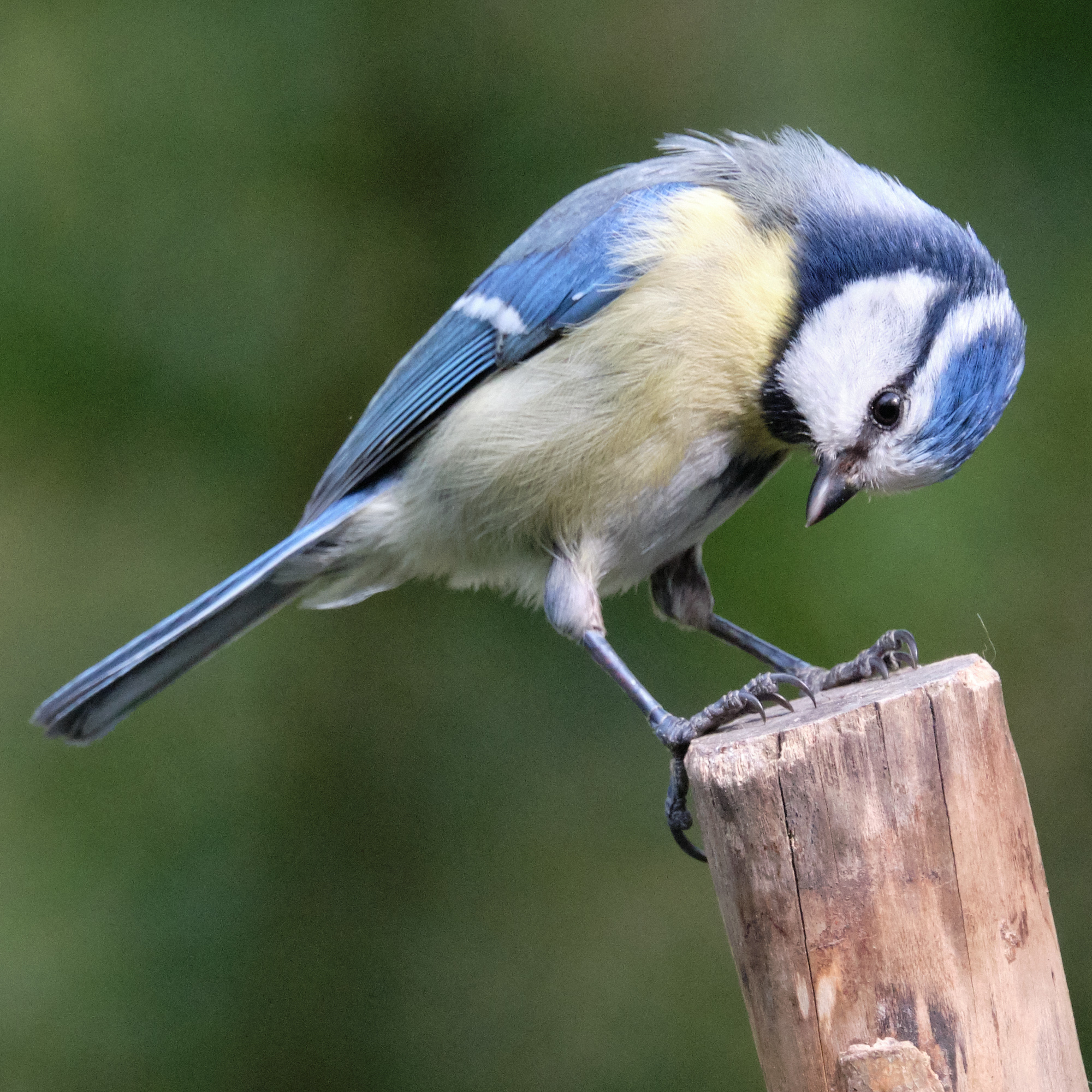 Blauzmeise / blue tit