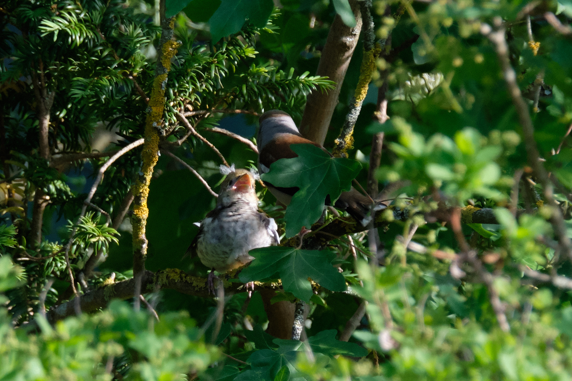 Kerbeißer mit Jungem / hawfinch with youngster