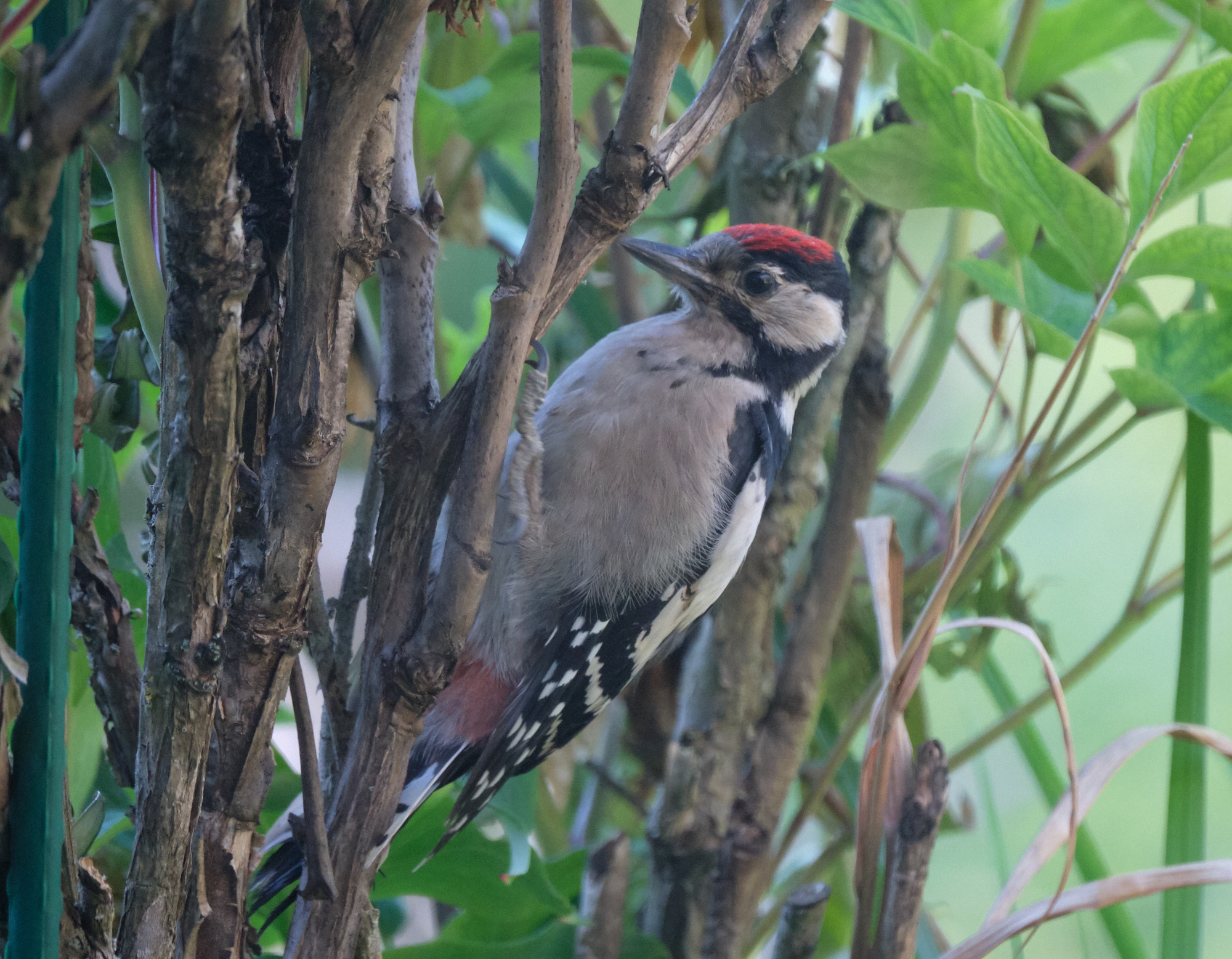 junger Buntspecht / young great spotted woodpecker