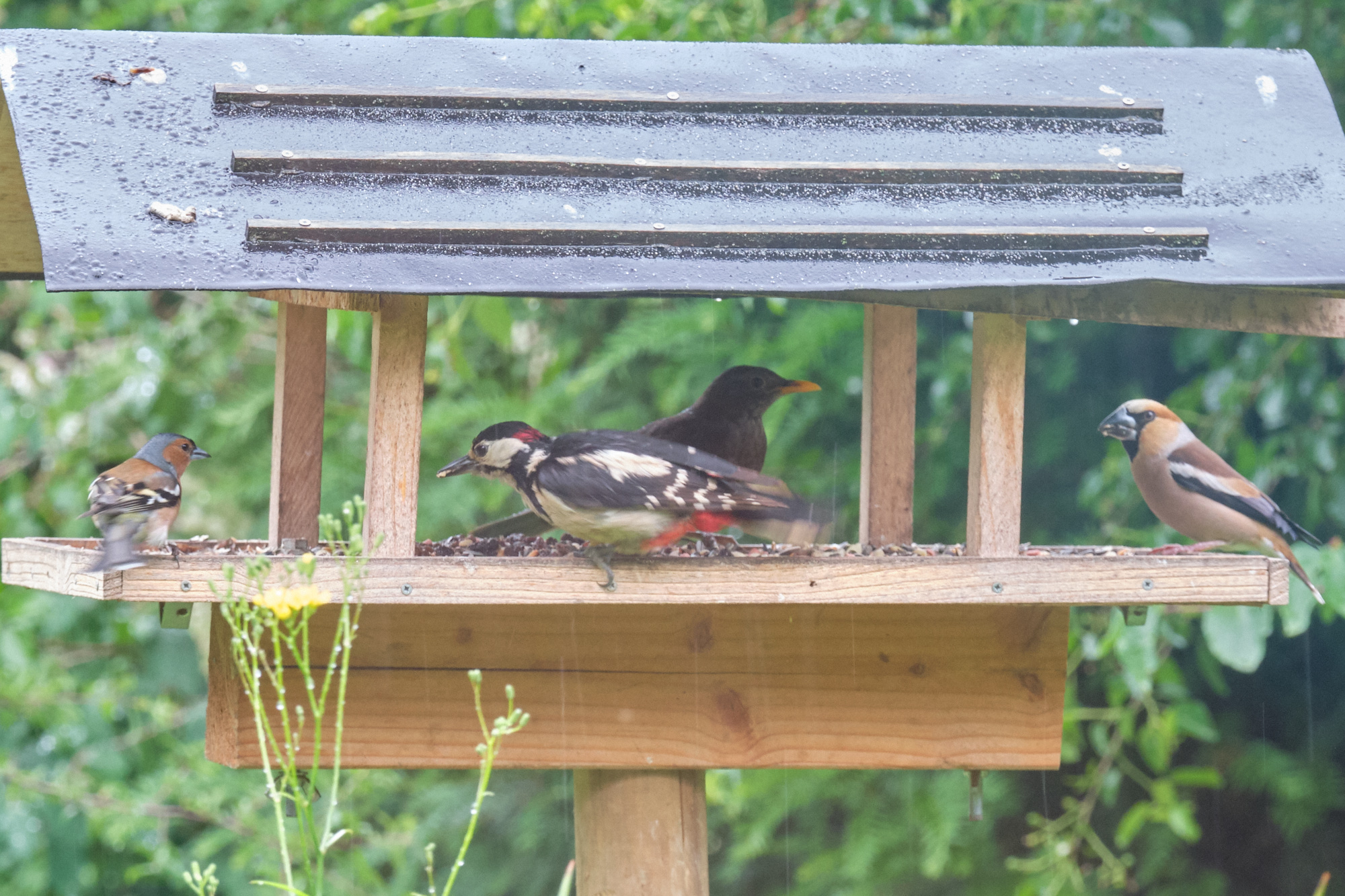 Buchfink, Buntspecht, Amsel, Kernbeißer / chaffinch, great spotted woodpecker, blackbird, hawfinch