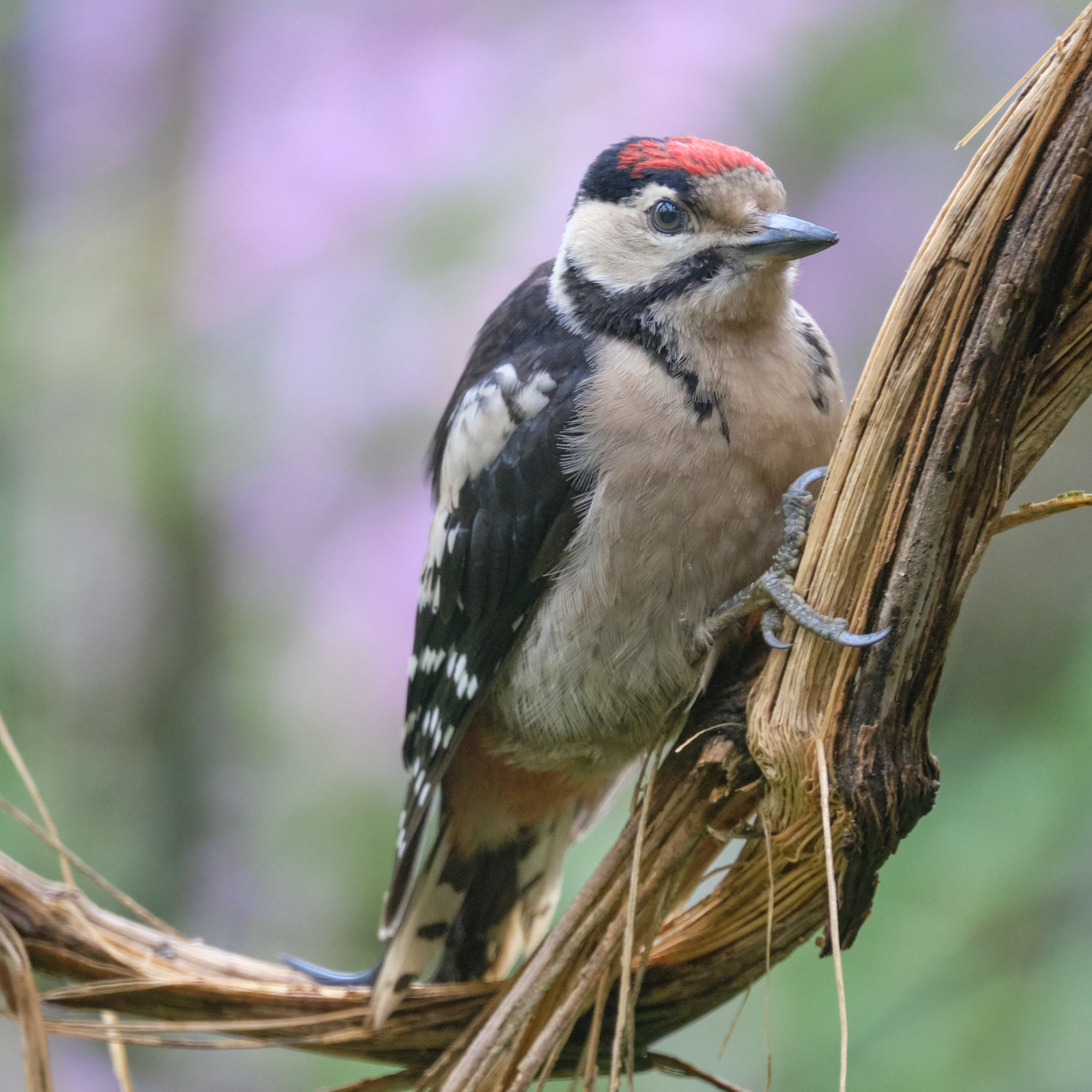 Buntspecht / great spotted woodpecker
